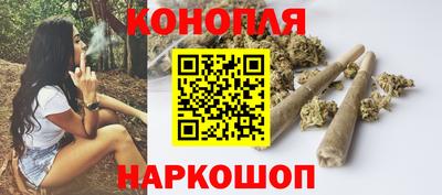 сатива Новозыбков